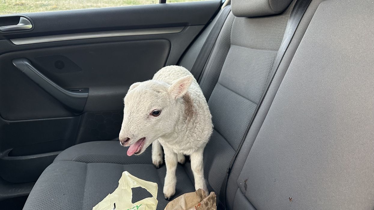 Lamb in the back of a car