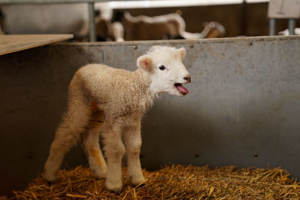 Lamb