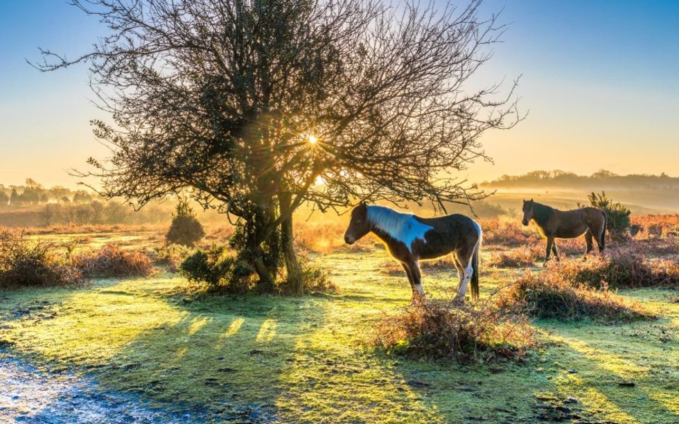 landscape in NEw Forest