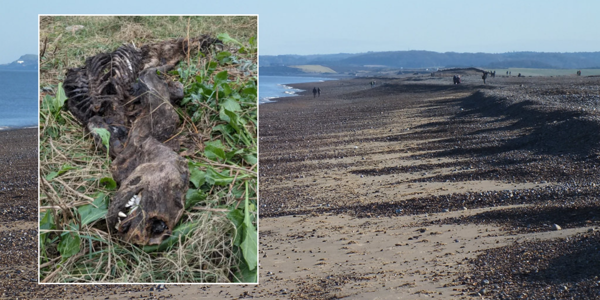 NextImg:Bizarre 'mermaid' creature likened to a dinosaur washes up on UK beach leaving locals baffled