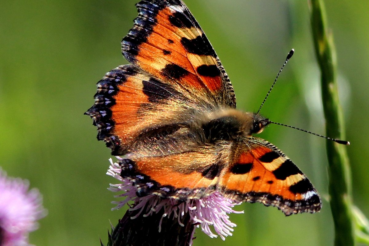 Large tortoiseshell butterfly
