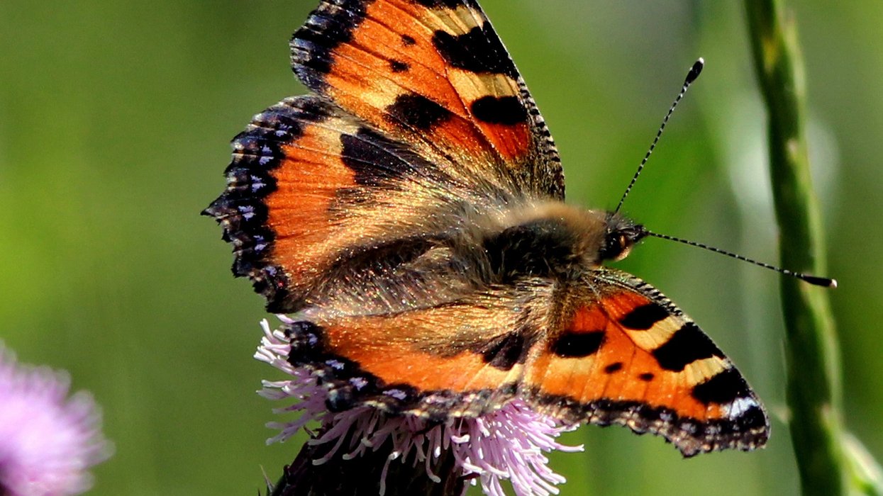 Large tortoiseshell butterfly