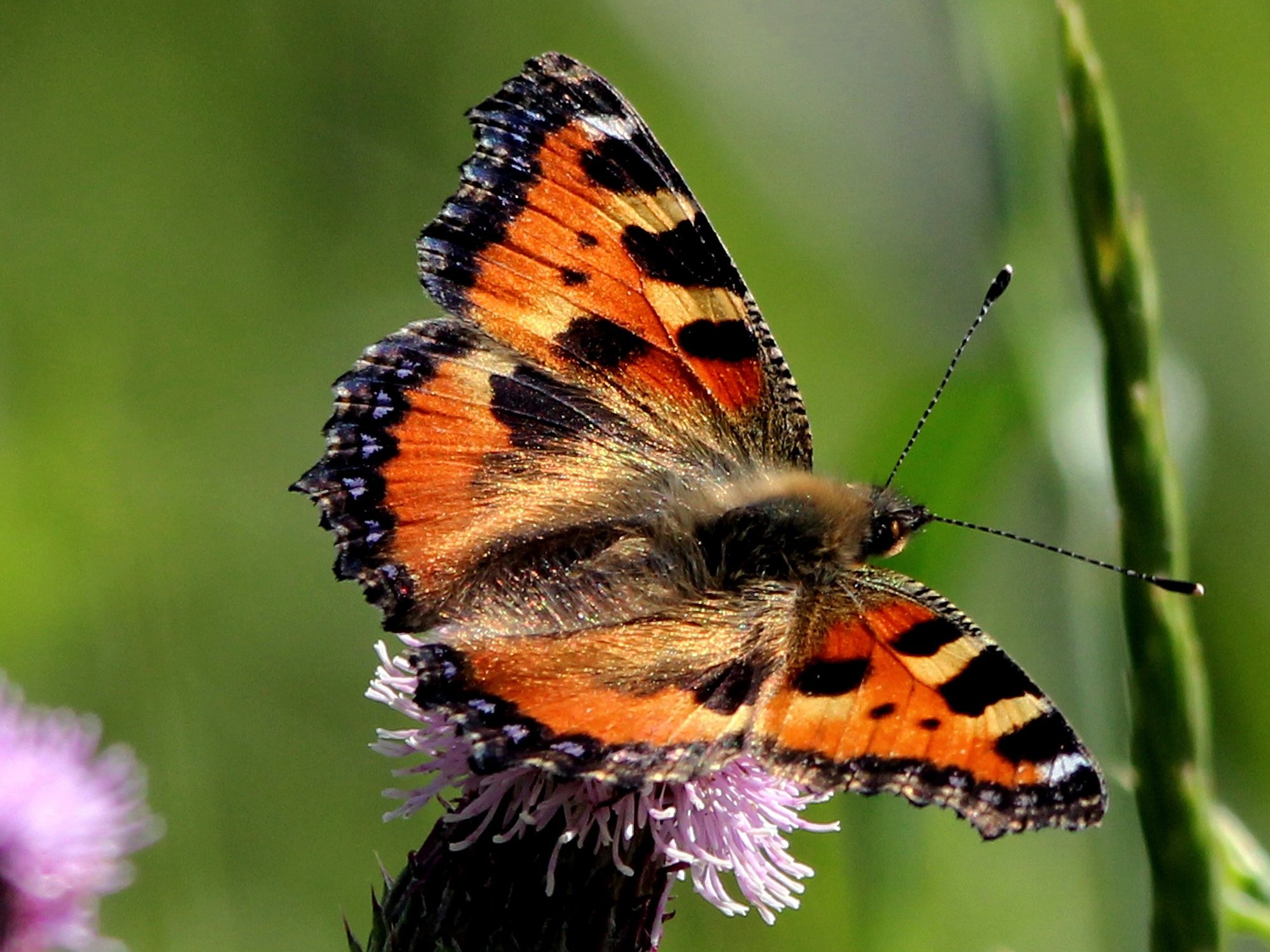 Large tortoiseshell butterfly