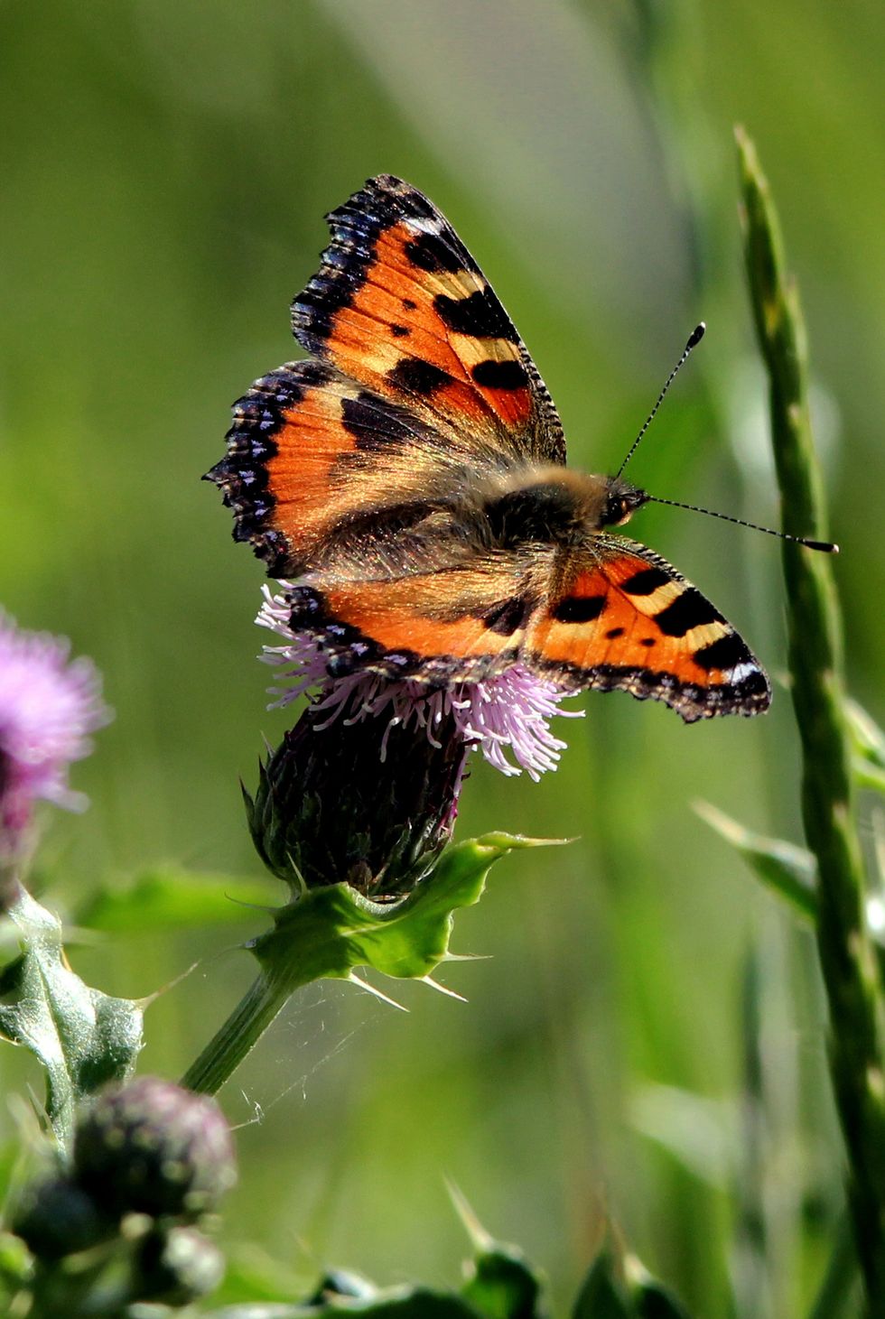 Large tortoiseshell butterfly
