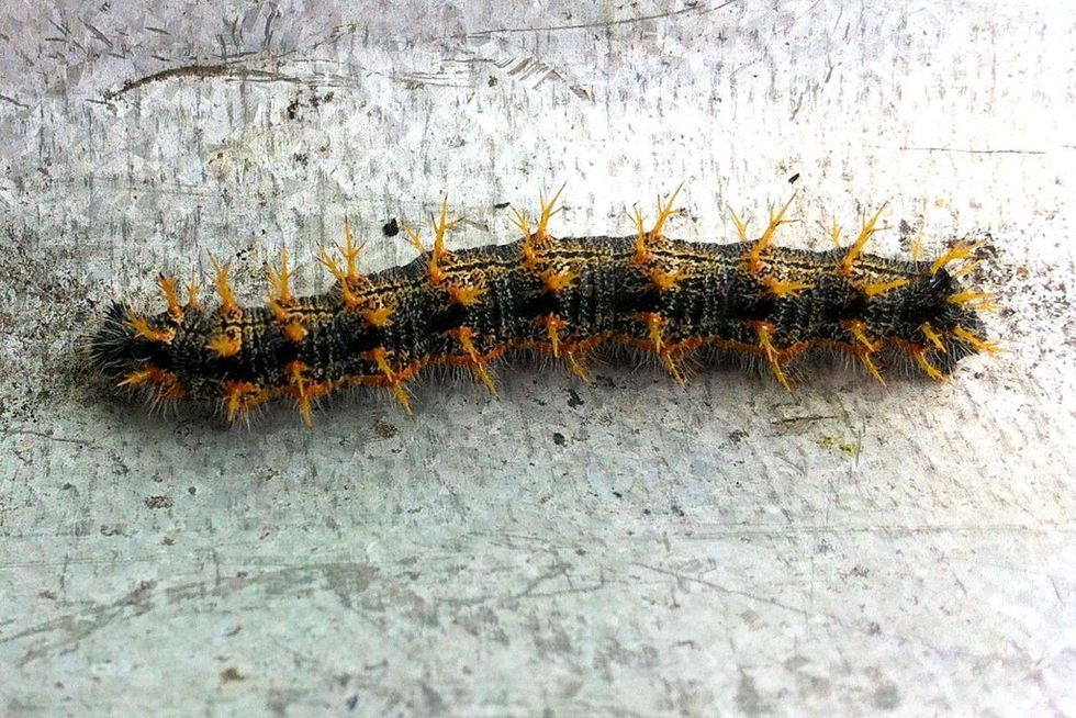 Large tortoiseshell caterpillar
