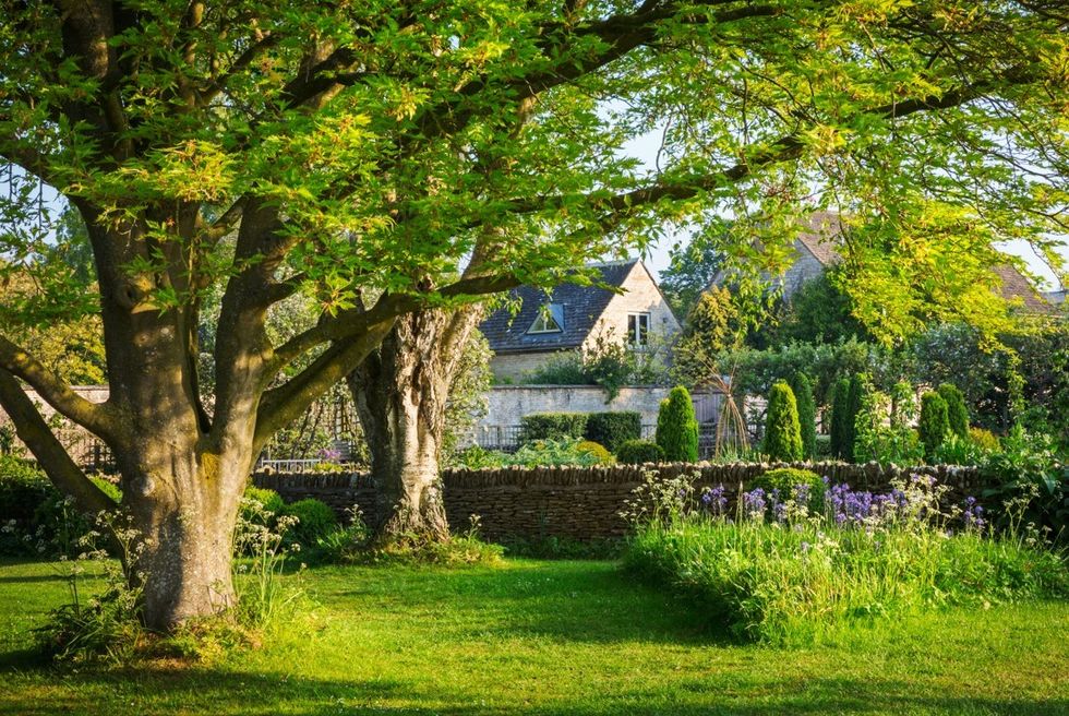 Large tree in garden