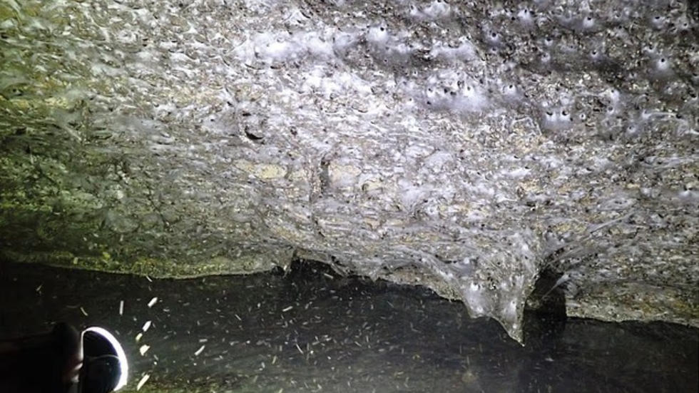 Largest spider's web ever found