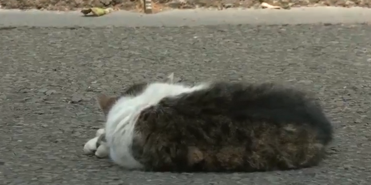 Larry the Cat soaks up the Downing Street sunshine