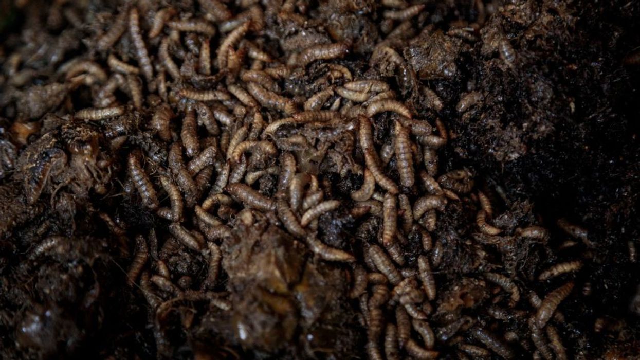 Larvae of black soldier flies
