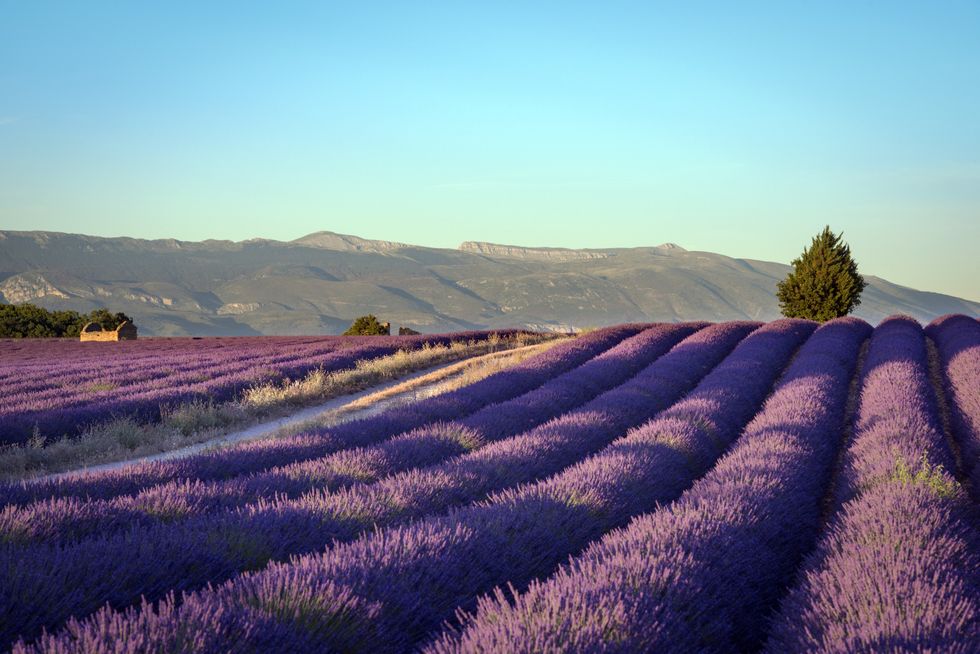 lavender field