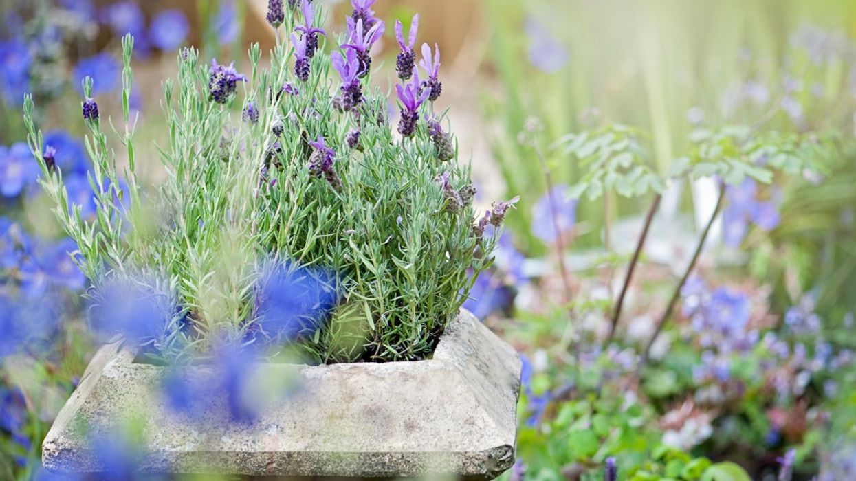 Lavender in borders