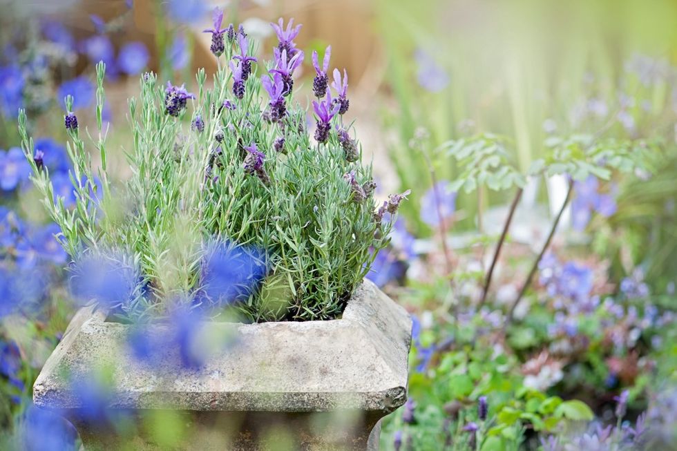 Lavender in garden