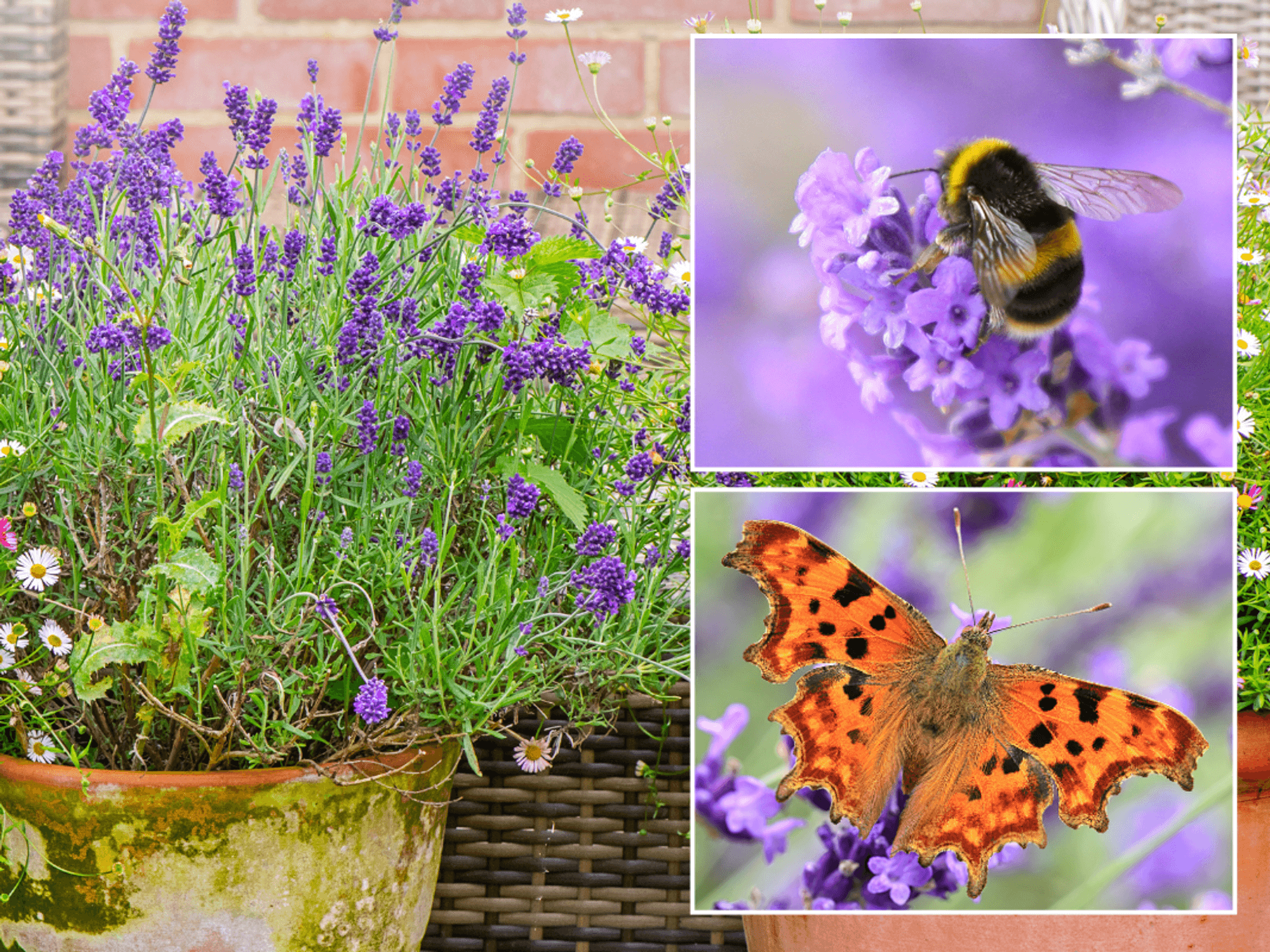 Lavender; pollinators