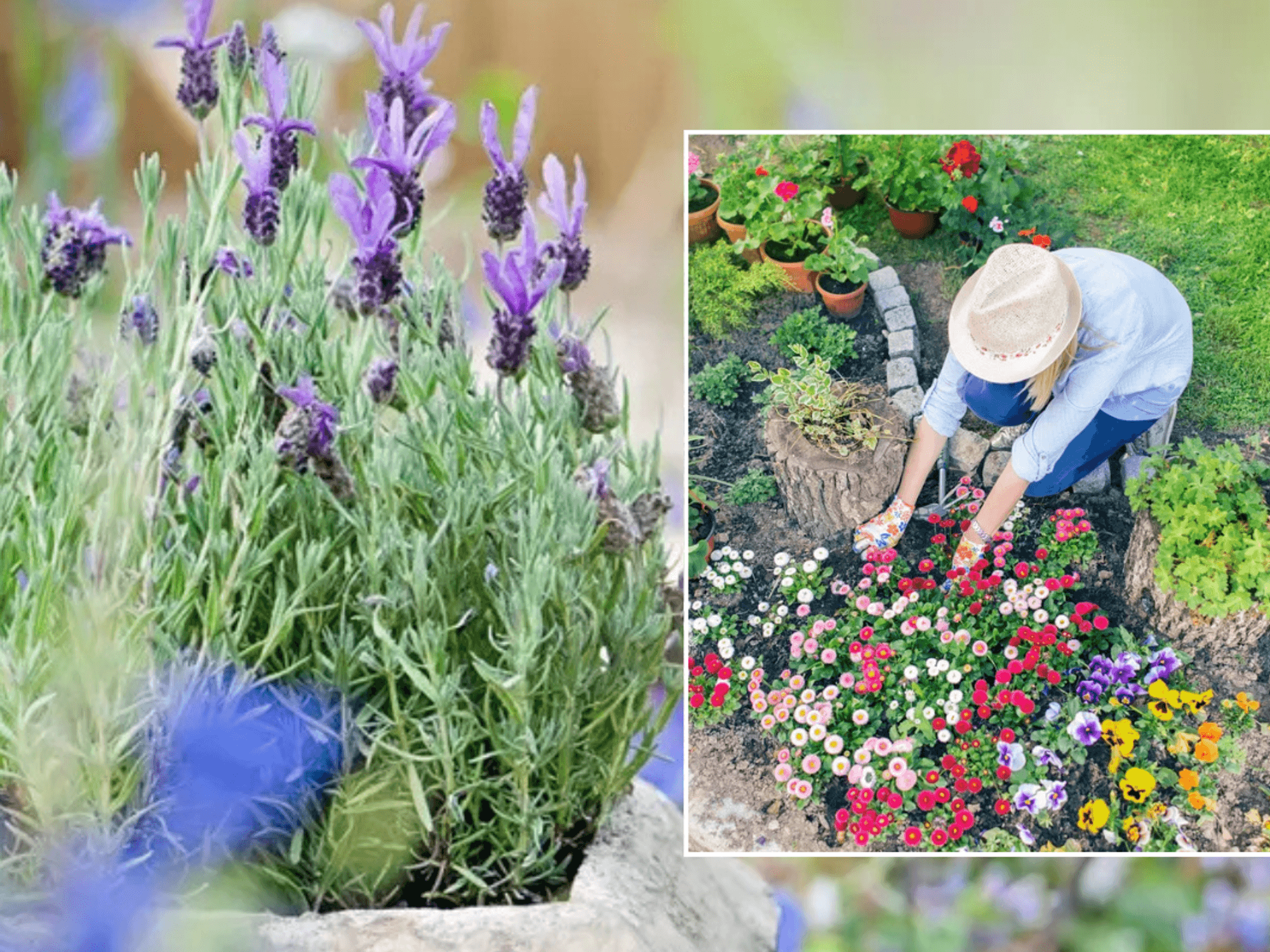 Lavender / woman gardening