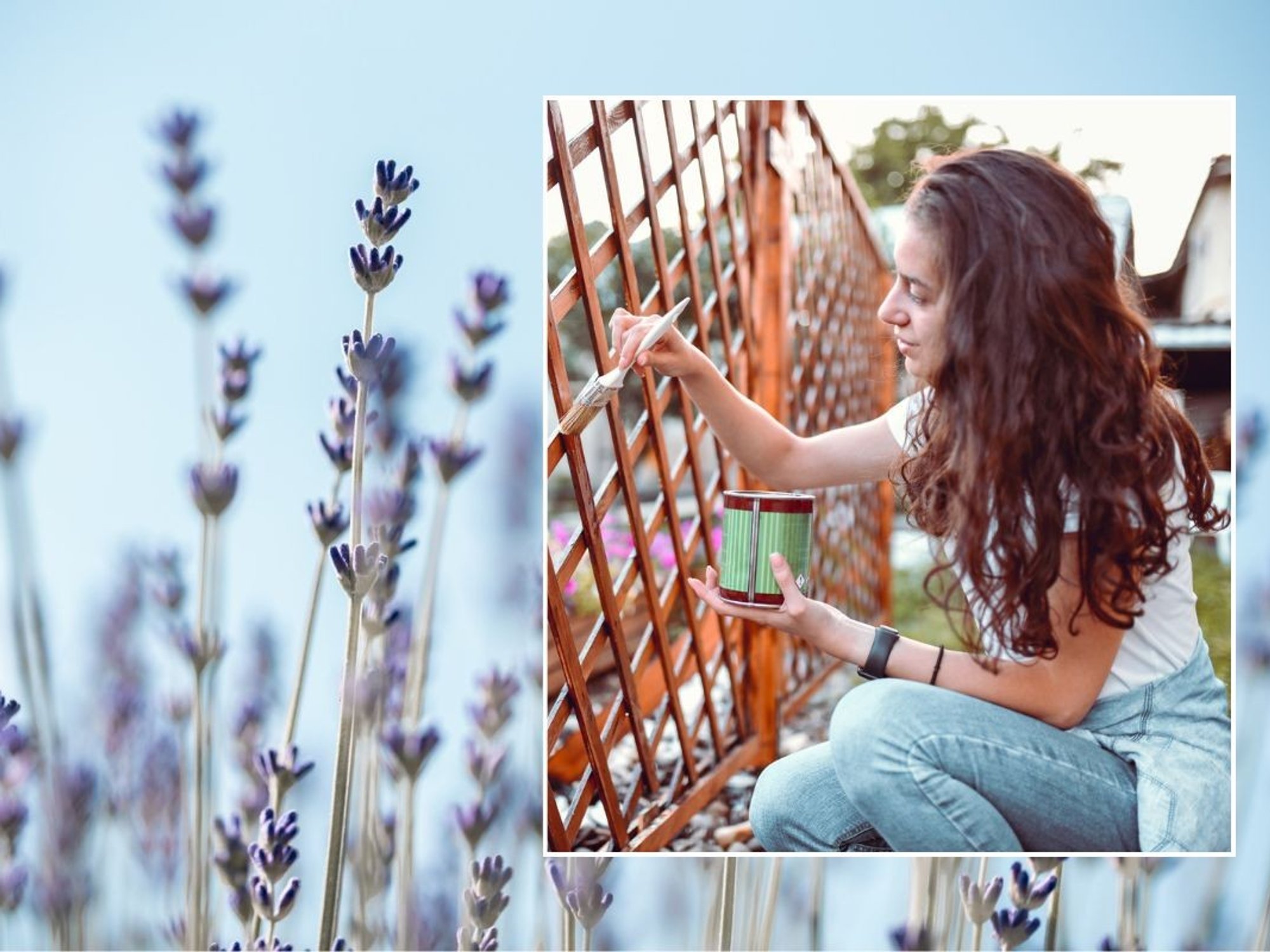 Lavender / Woman painting garden fence