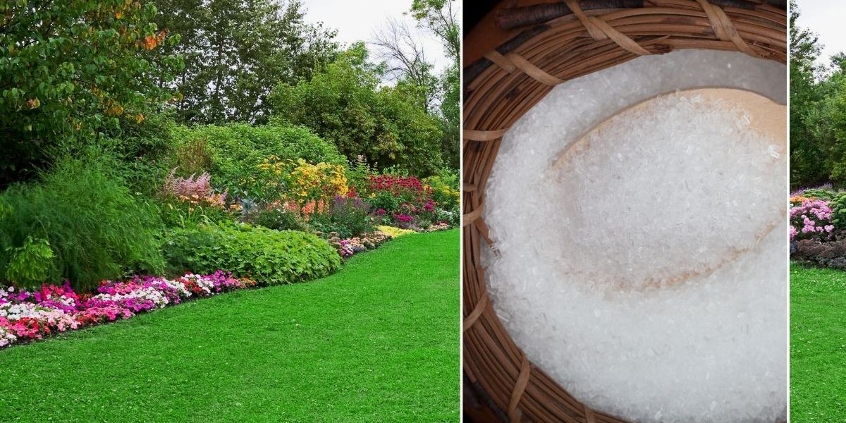 NextImg:Two ingredients to feed your lawn for a 'wonderful deep-green colour' this October