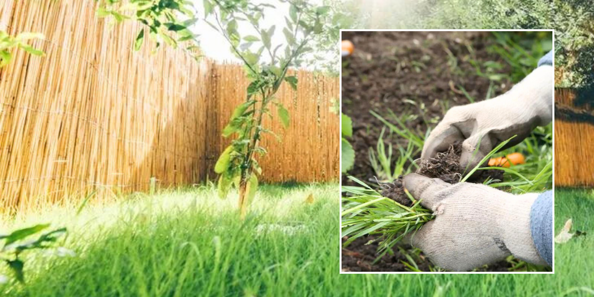 NextImg:How to kill weeds: An 'effective' homemade solution can kill stubborn weeds - 'fast-acting and hassle-free'