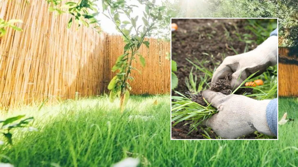 Lawn / person pulling weeds