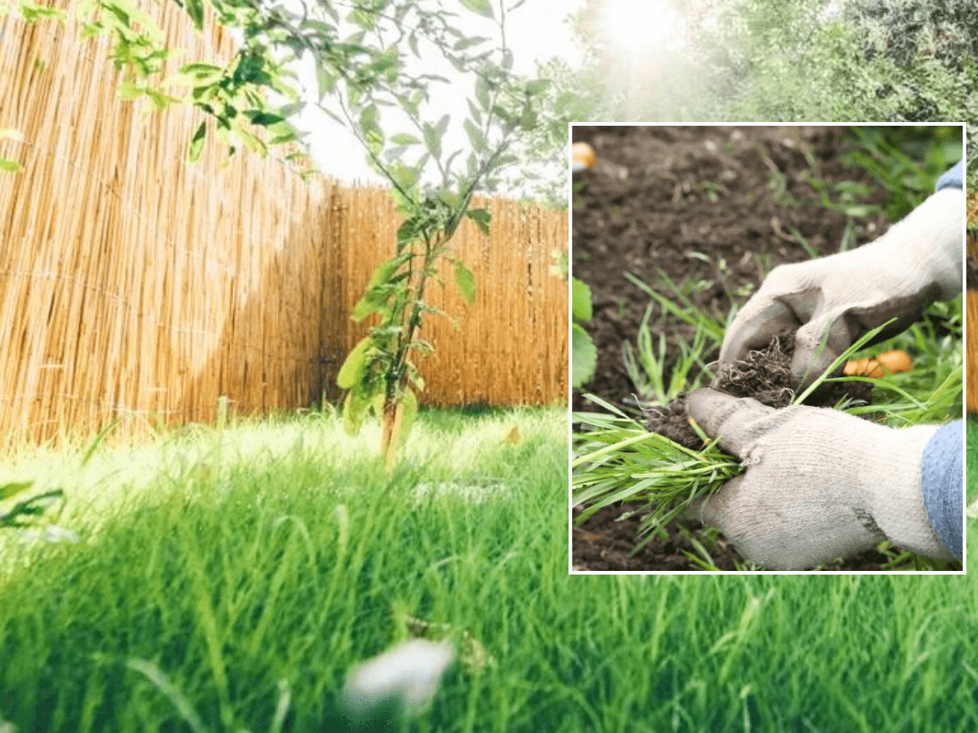 Lawn / person pulling weeds