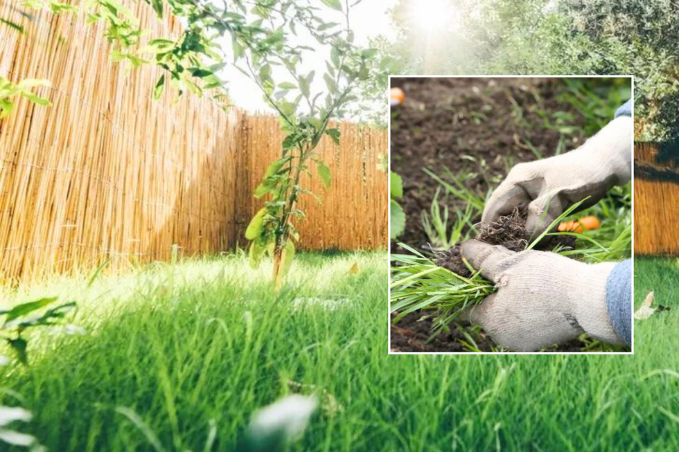 Lawn / person pulling weeds