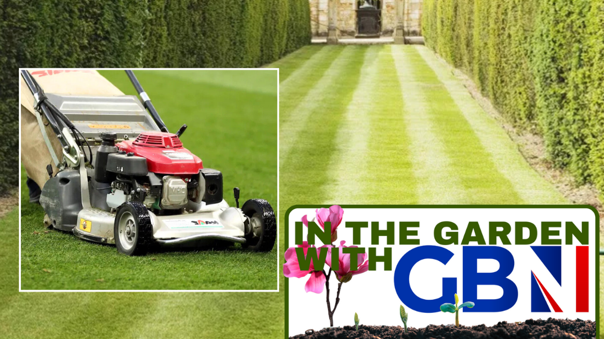 Lawnmower / grass
