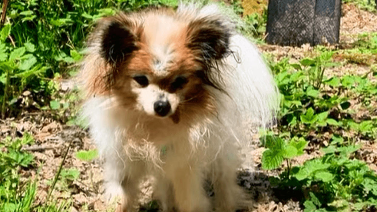 Lazare the 30 year old dog