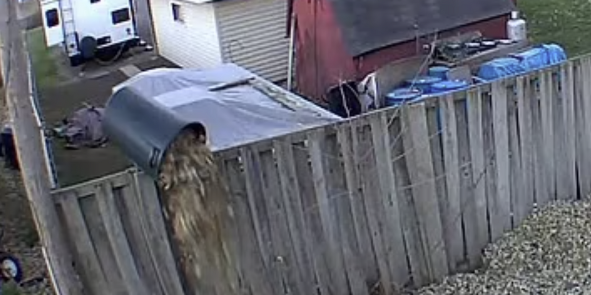 NextImg:Neighbour who kept dumping leaves over fence gets his comeuppance after home next door gets revenge