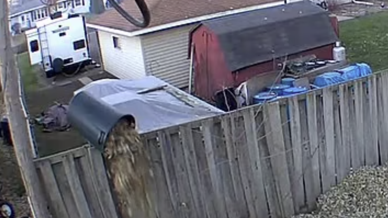 Leaves being dumped over the fence