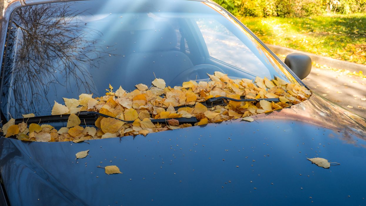 Leaves on a car windscreen