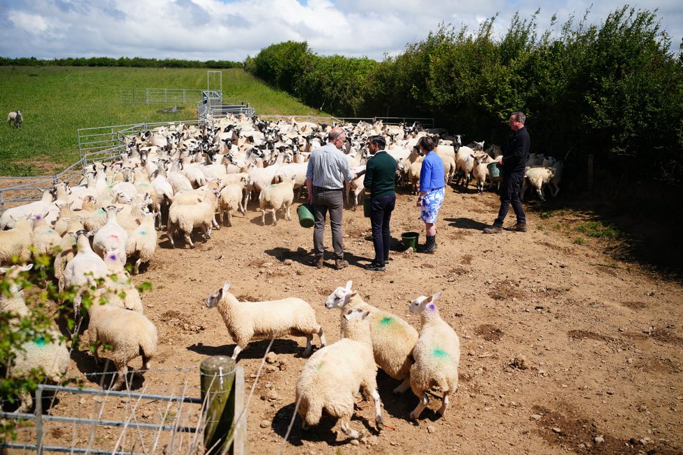 (left to right) Farmer David Chugg, Prime Minister Rishi Sunak, parliamentary candidate for North Devon Selaine Saxby and Foreign Secretary Lord David Cameron feed sheep during a visit to a farm in Devon, while on the General Election campaign trail