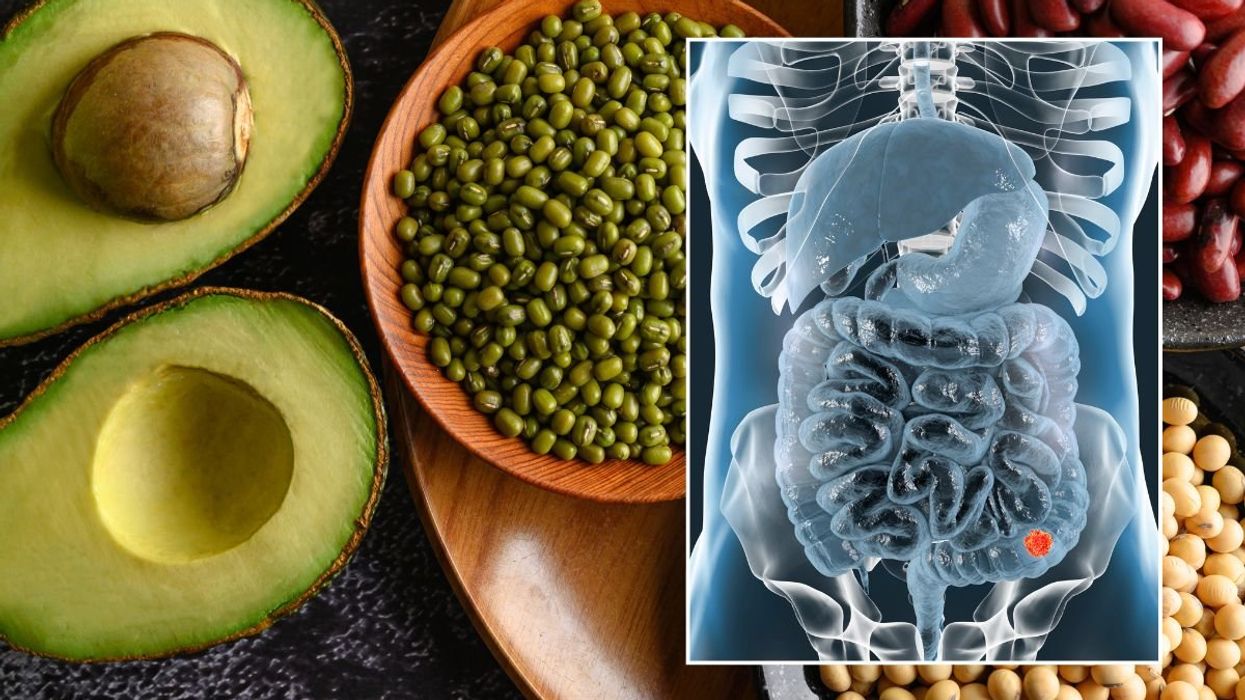 LEGUMES AND INTESTINE ILLUSTRATION