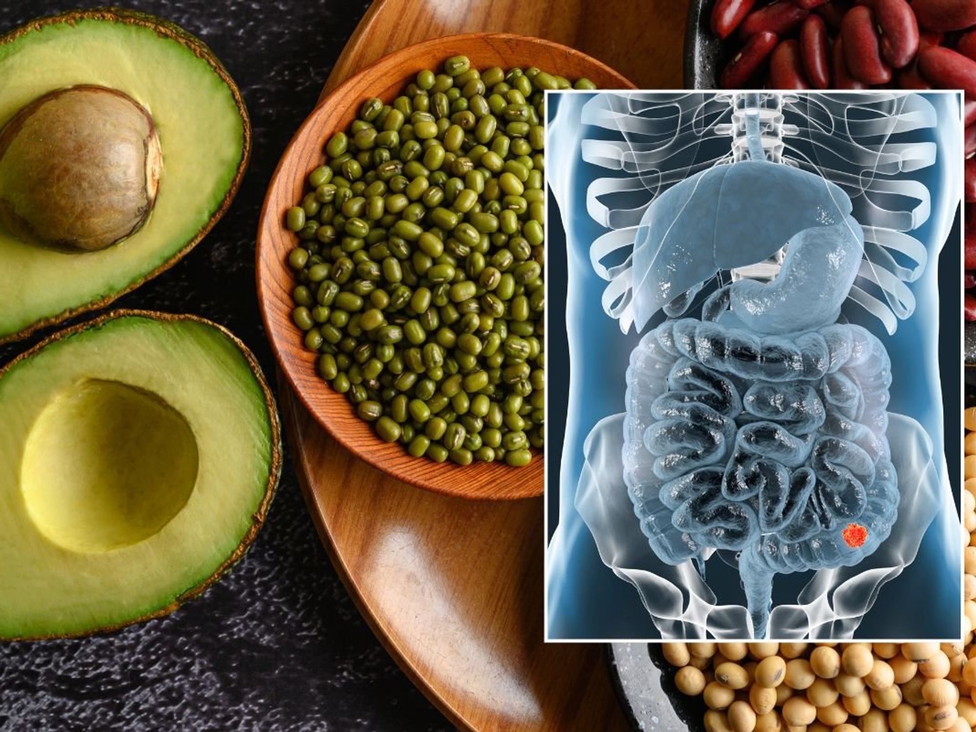 LEGUMES AND INTESTINE ILLUSTRATION