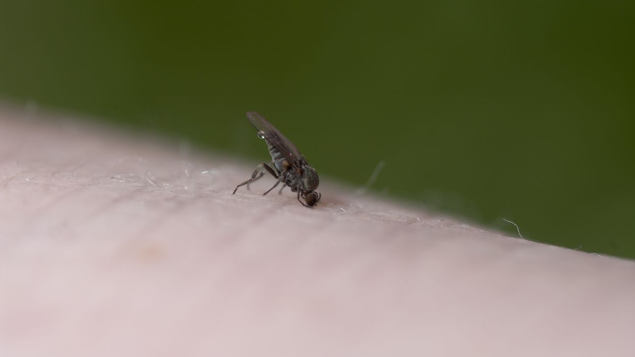 Leishmania Mexicana is a tropical parasite that causes skin sores and can leave scars