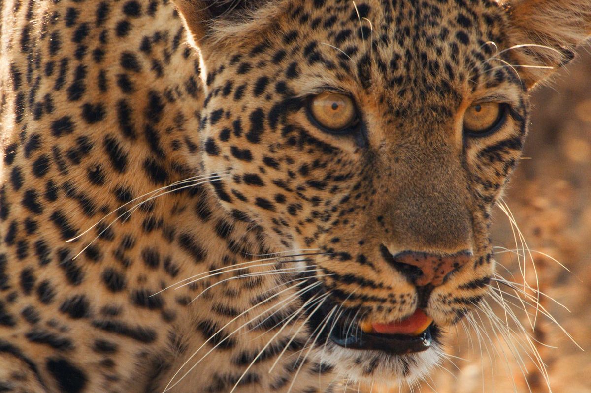 Leopard