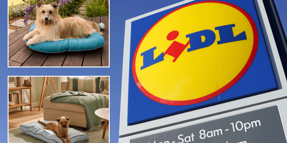 Lidl rolls out pet cooling range for summer with products from £4.24 Lidl rolls out pet cooling range for summer with products from £4.24