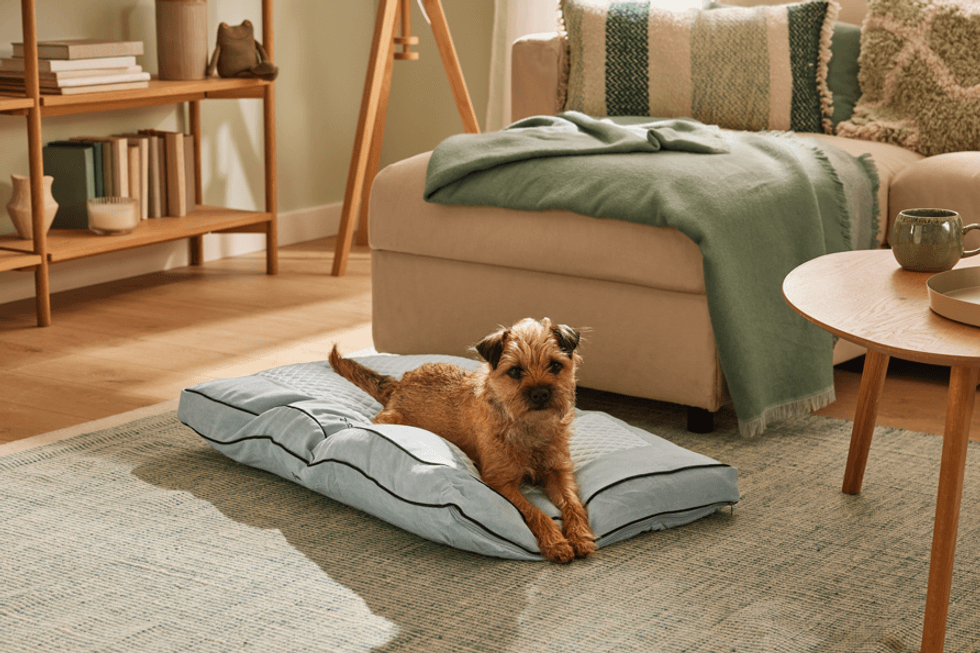 Lidl new pet range