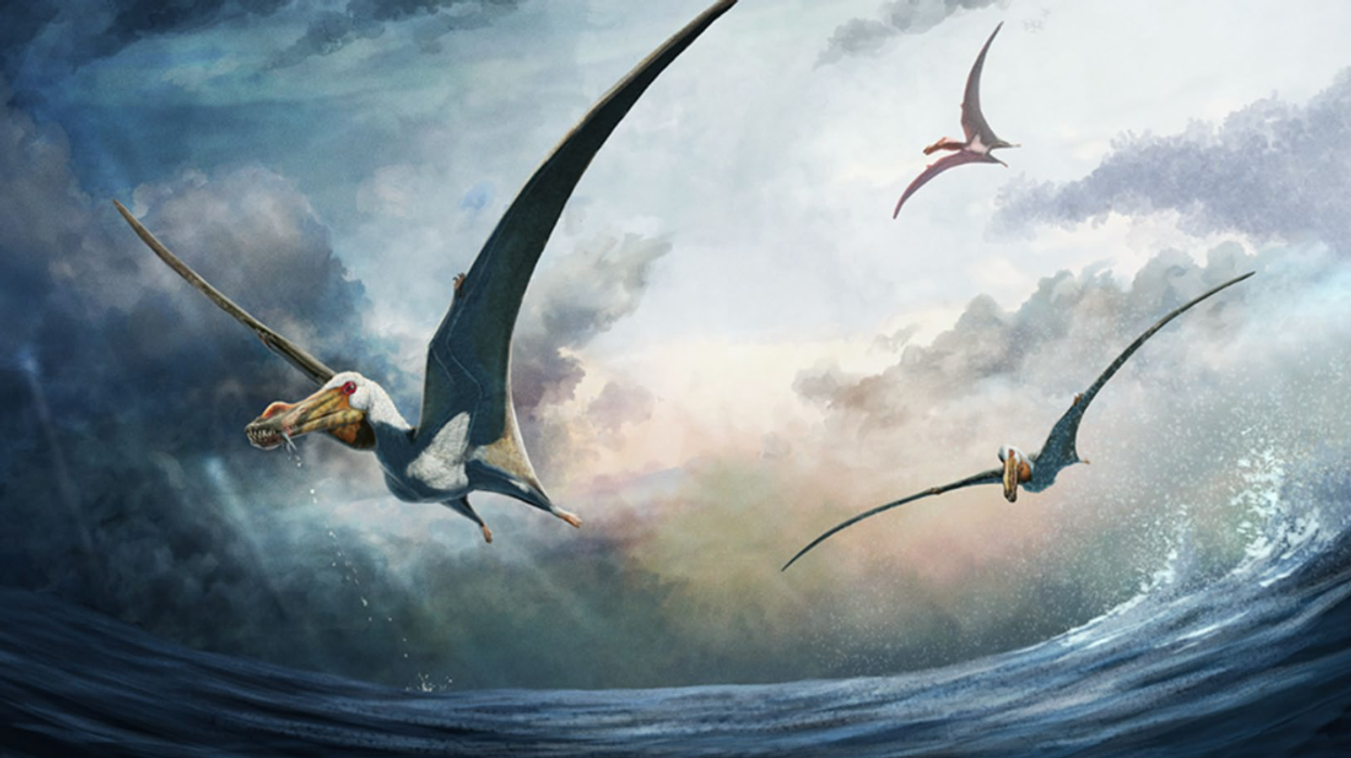 Life reconstruction of Haliskia peterseni