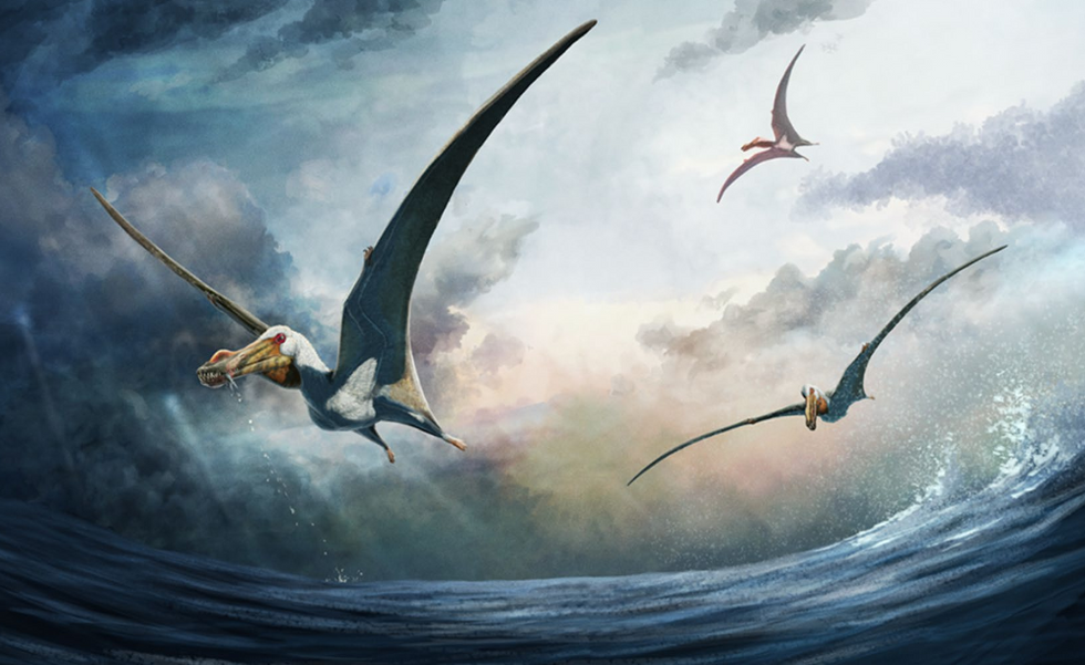 Life reconstruction of Haliskia peterseni