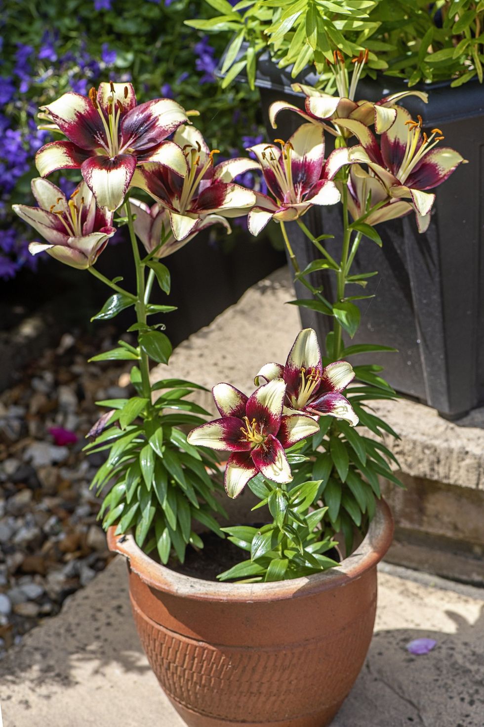 Lilies in a pot