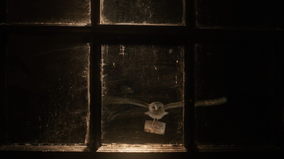 Lily, barn owl