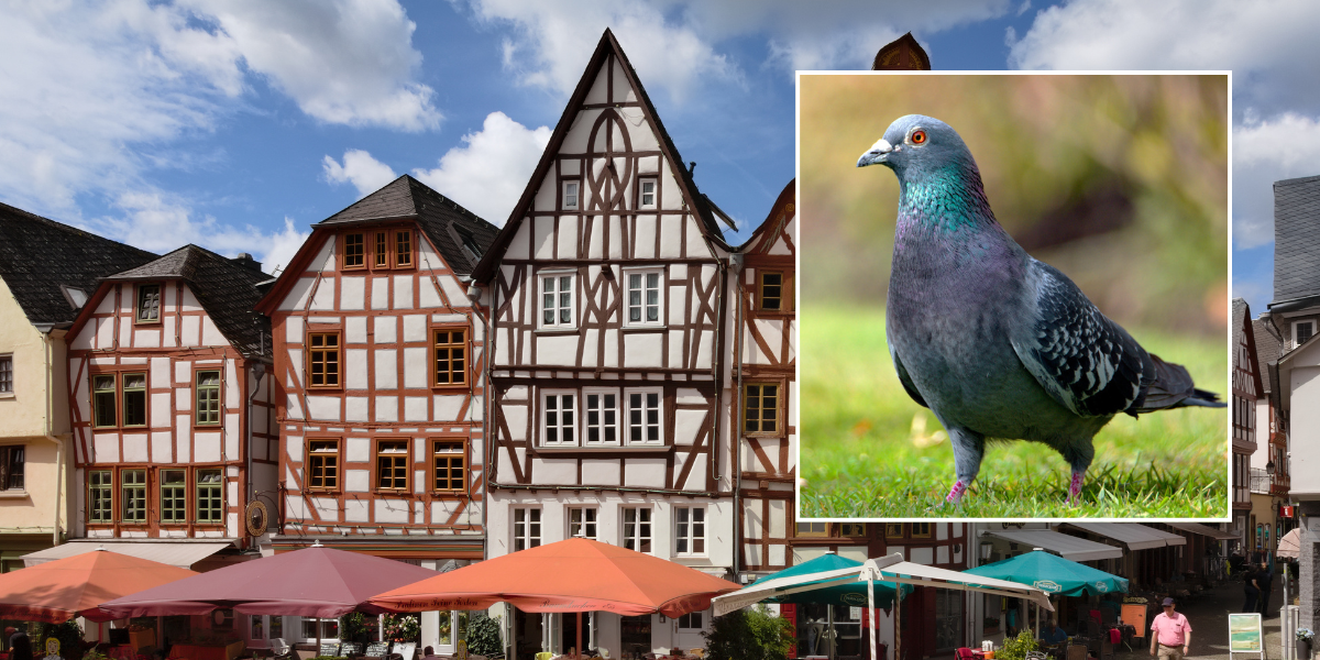 NextImg:German town votes to slaughter all 700 pigeons in mass cull