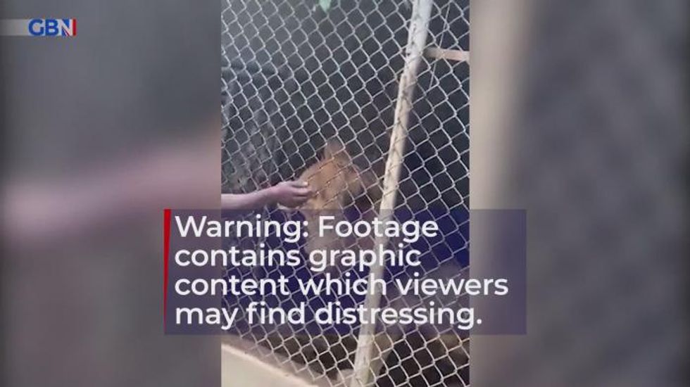 Zoo keeper has finger bitten off by lion after poking and prodding it through cage