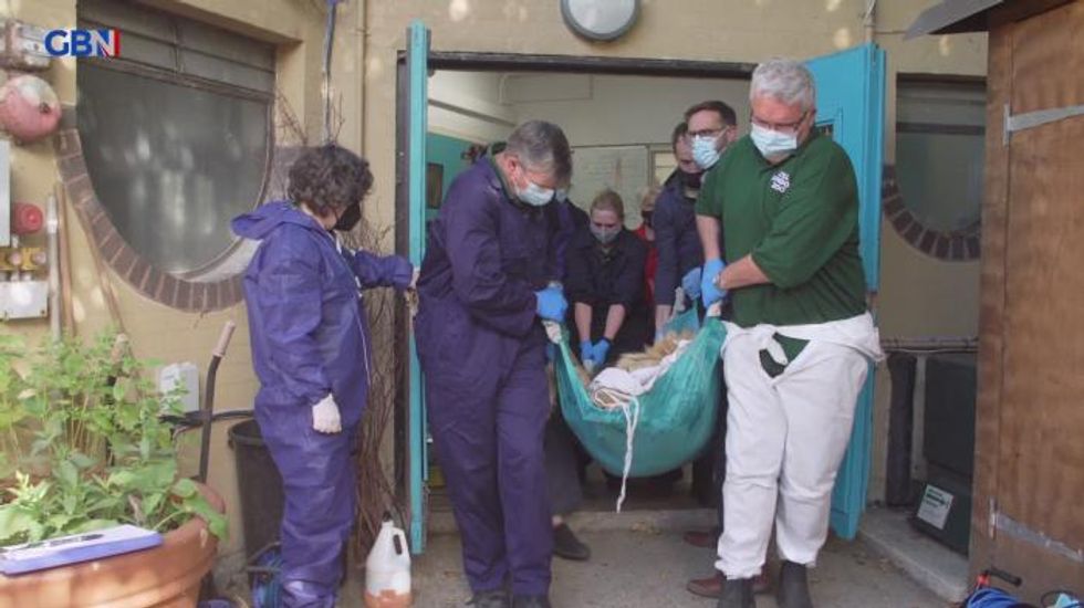 London Zoo lion with persistent ear problems has CAT scan to resolve issue