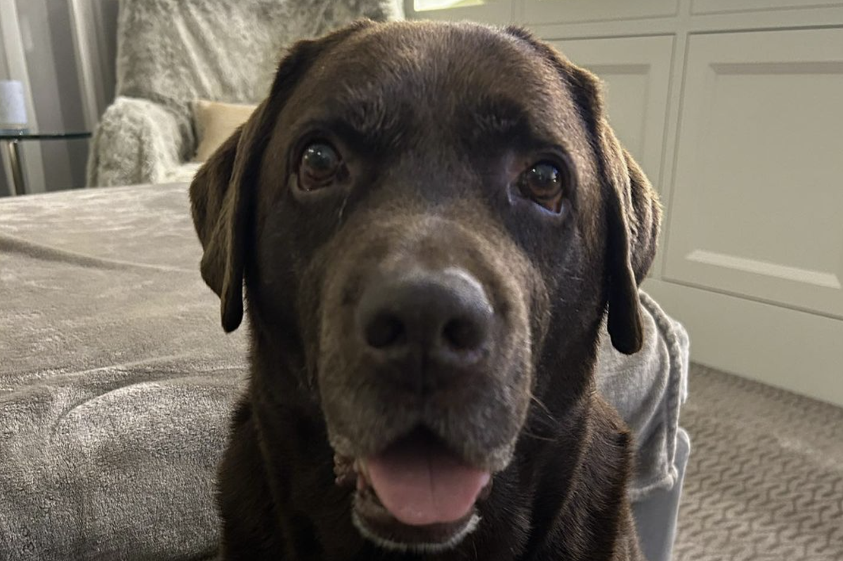 Lisa Armstrong's dog Hurley