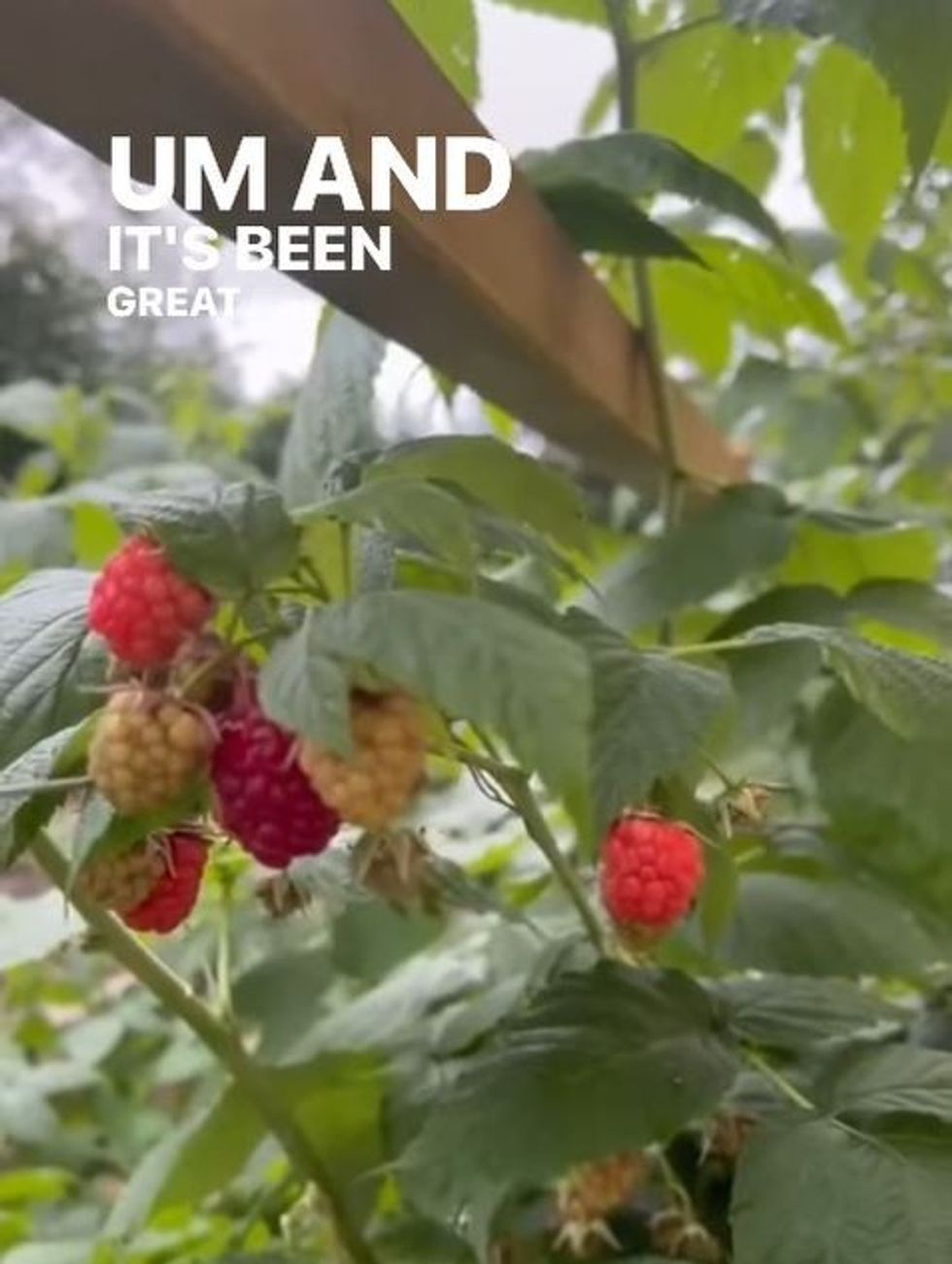 Lisa Hogan raspberries