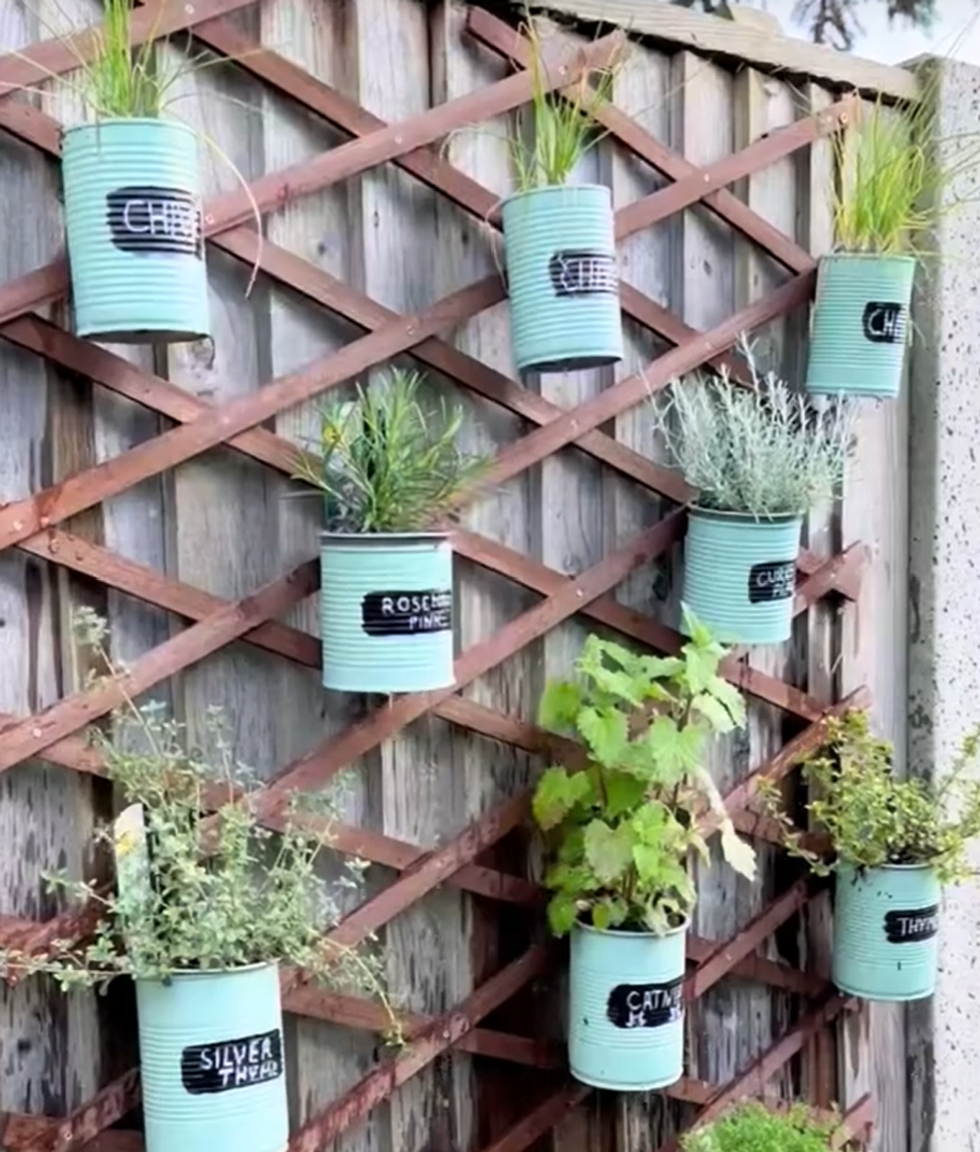 Little pots of herbs attached to a trellis, evenly spaced out