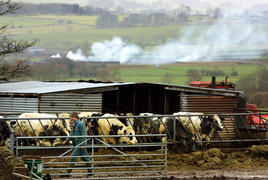 Livestock farmer tending to cows