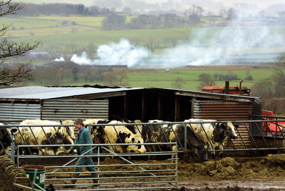 Livestock farmer tending to cows