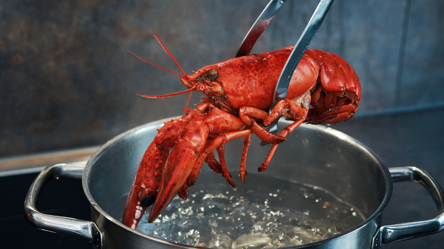 Lobster being boiled