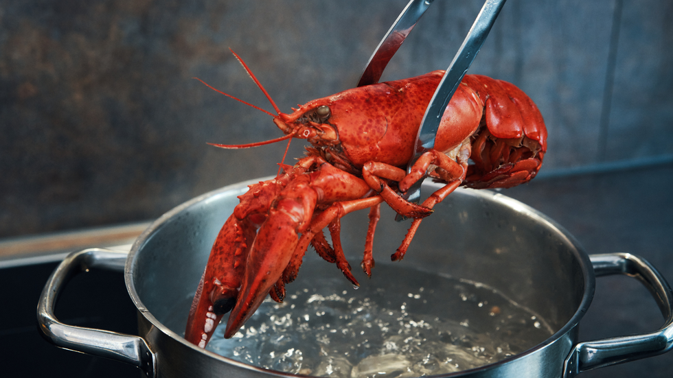 Lobster being boiled